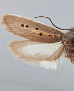 Ethmia umbrimarginella