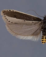 Ethmia monachella