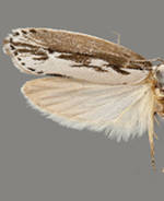 Ethmia semitenebrella