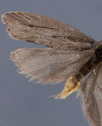 Ethmia caliginosella