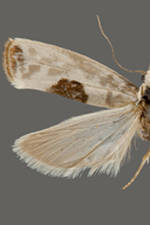 Ethmia submissa