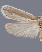 Ethmia albicostella