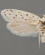 Ethmia prattiella