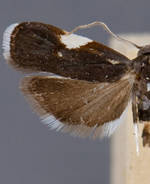 Menesta melanella