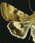 Heliothis phloxiphaga