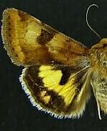 Heliothis australis