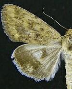 Heliocheilus paradoxus