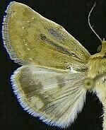 Heliocheilus paradoxus