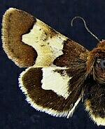 Heliothis proruptus