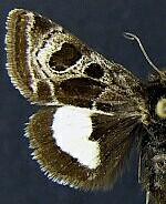 Heliothis belladonna