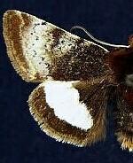 Heliothis borealis