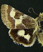 Schinia aetheria