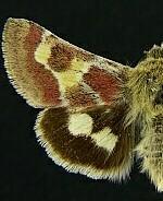 Schinia aetheria