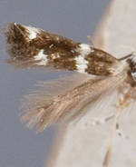 Elachista albicapitella