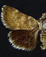 Schinia carminatra