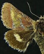 Schinia pulchripennis