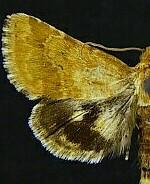 Schinia sordidus