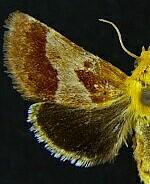 Schinia varix