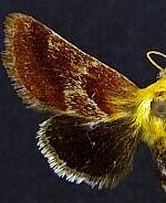 Schinia varix