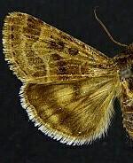 Schinia angulilinea