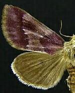 Schinia carmosina