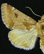 Schinia diffusa