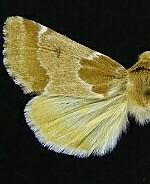 Schinia diffusa