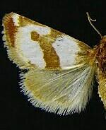 Schinia rufocostulata