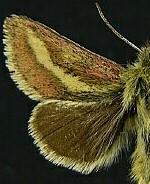 Heliolonche modicella