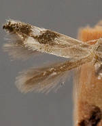 Elachista saccharella