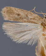 Glyphidocera meyrickella