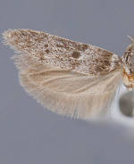 Holcocera anomalella