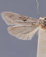 Holcocera gargantuella