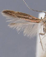 Coleophora alabama