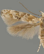 Mompha stellella