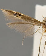 Cosmopterix sinelinea