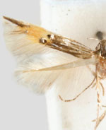 Cosmopterix callichalca