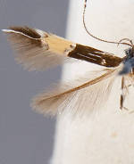 Cosmopterix lespedezae