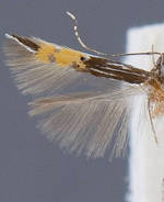 Cosmopterix chisosensis