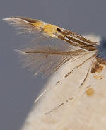 Cosmopterix minutella