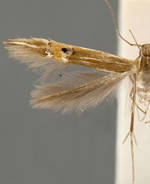 Cosmopterix scirpicola