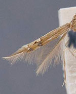 Cosmopterix fernaldella