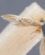 Cosmopterix floridanella