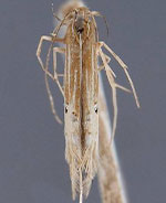 Cosmopterix floridanella