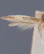 Cosmopterix facunda