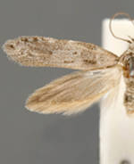 Anoncia porriginosa