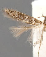 Stilbosis placatrix