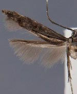 Walshia elegans