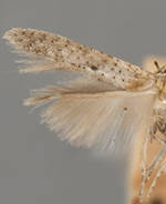 Obithome punctiferella