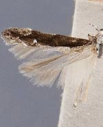 Coleotechnites alnifructella